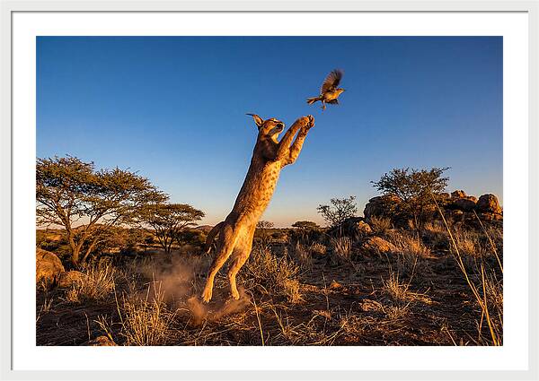 African Caracal Hunting Moment