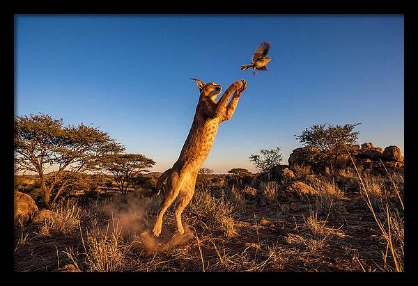 African Caracal Hunting Moment