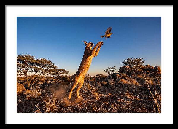African Caracal Hunting Moment