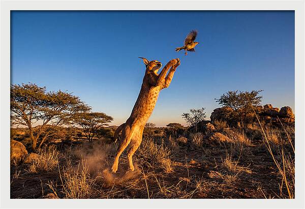 African Caracal Hunting Moment
