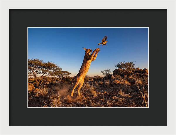 African Caracal Hunting Moment
