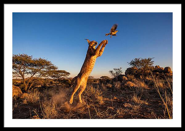 African Caracal Hunting Moment