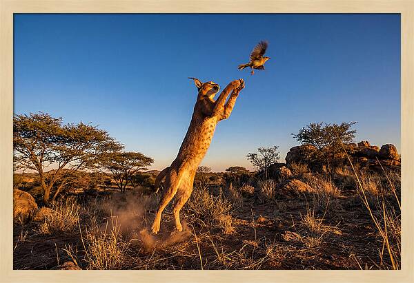 African Caracal Hunting Moment