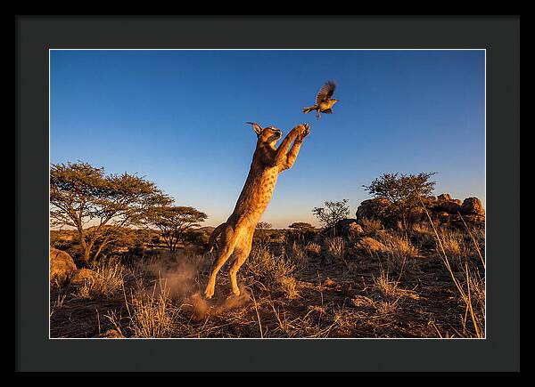 African Caracal Hunting Moment
