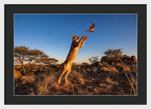 African Caracal Hunting Moment