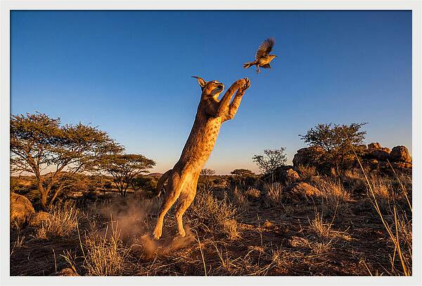 African Caracal Hunting Moment