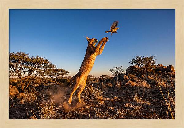 African Caracal Hunting Moment