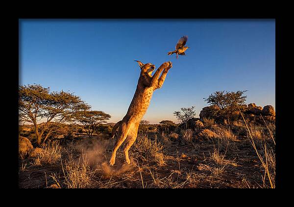 African Caracal Hunting Moment