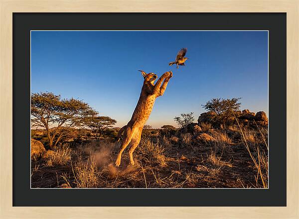 African Caracal Hunting Moment