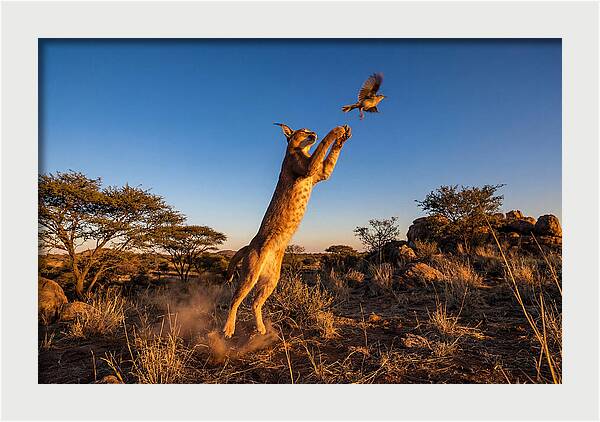 African Caracal Hunting Moment