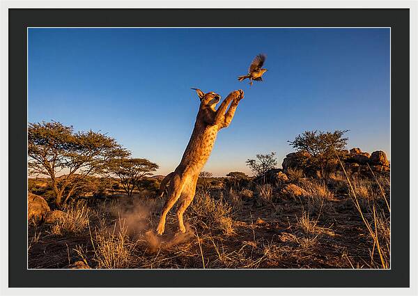 African Caracal Hunting Moment