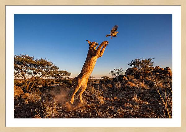 African Caracal Hunting Moment