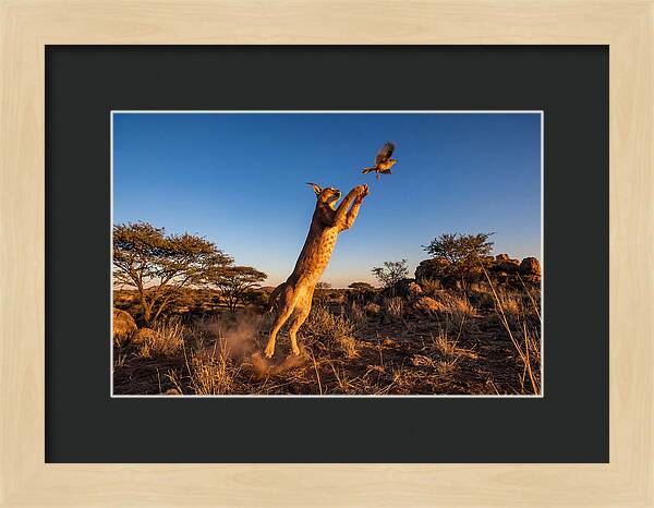 African Caracal Hunting Moment