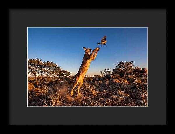 African Caracal Hunting Moment