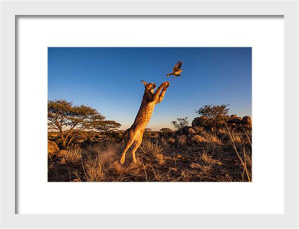 African Caracal Hunting Moment