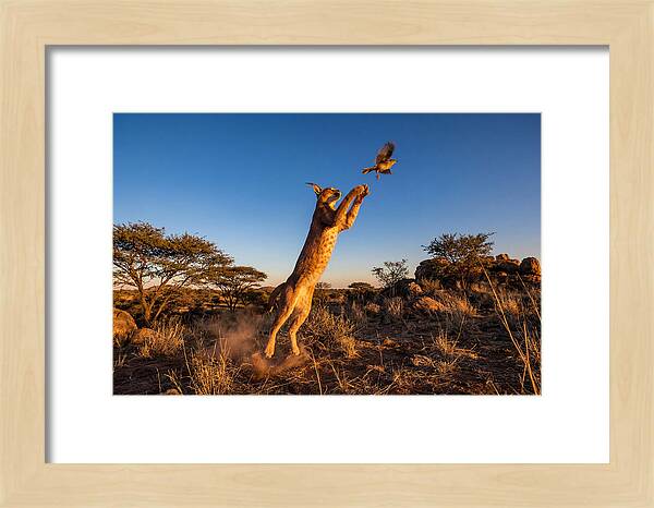 African Caracal Hunting Moment
