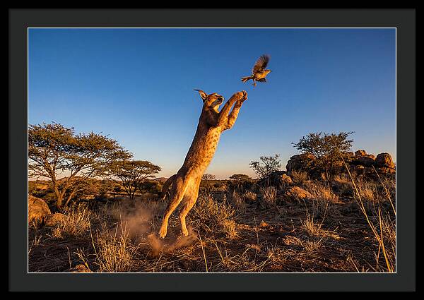 African Caracal Hunting Moment