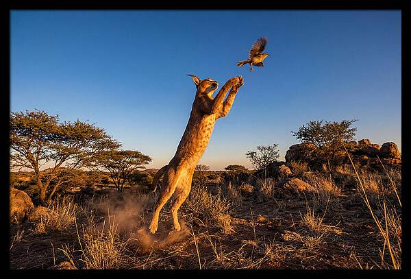 African Caracal Hunting Moment
