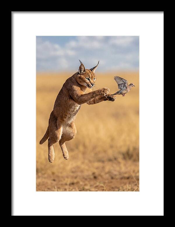 African Caracal In Action