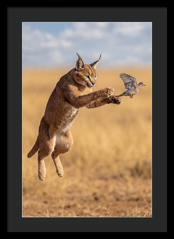 African Caracal In Action