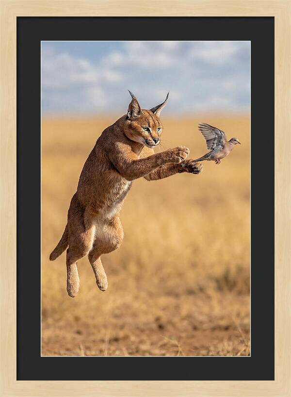 African Caracal In Action