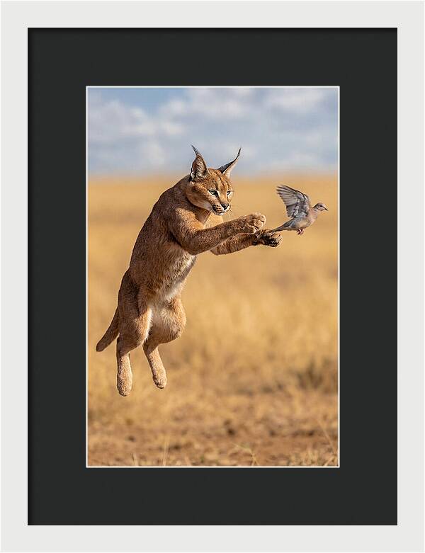 African Caracal In Action