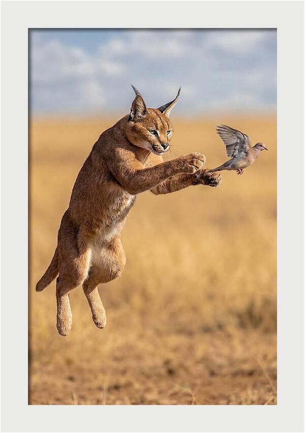 African Caracal In Action