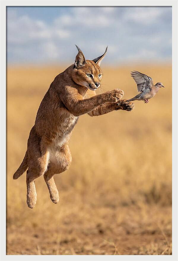 African Caracal In Action