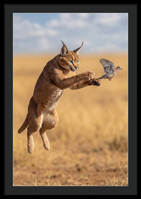 African Caracal In Action