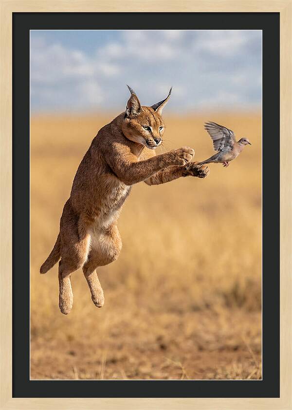 African Caracal In Action