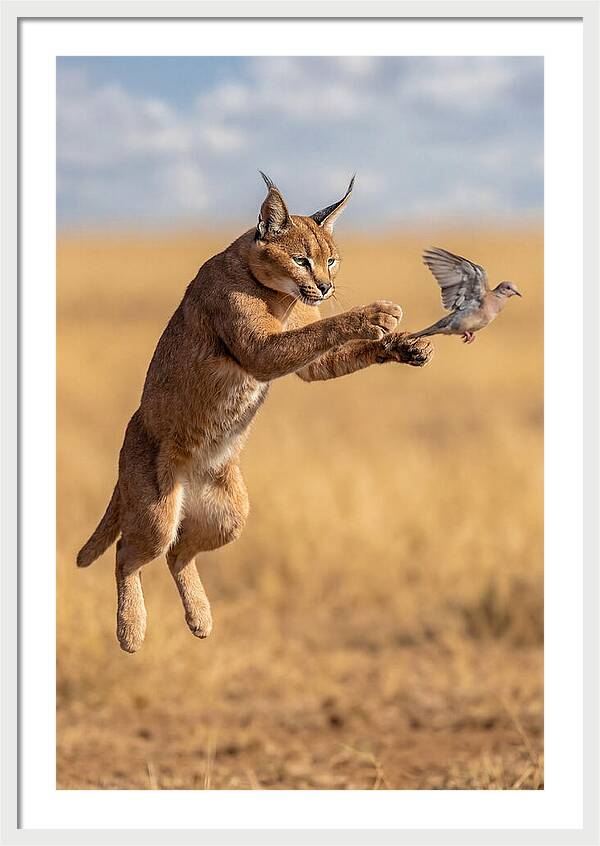 African Caracal In Action