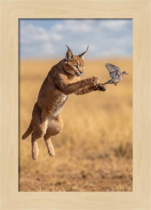 African Caracal In Action