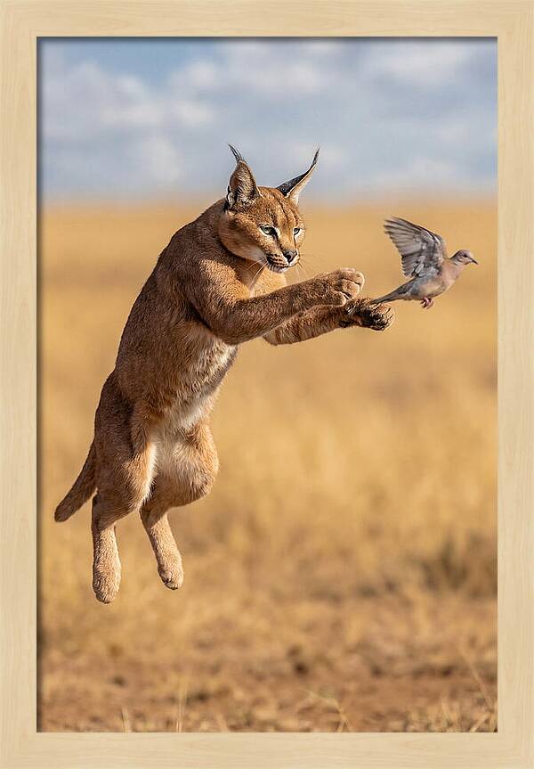 African Caracal In Action