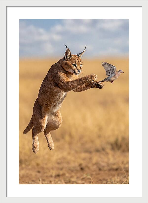 African Caracal In Action