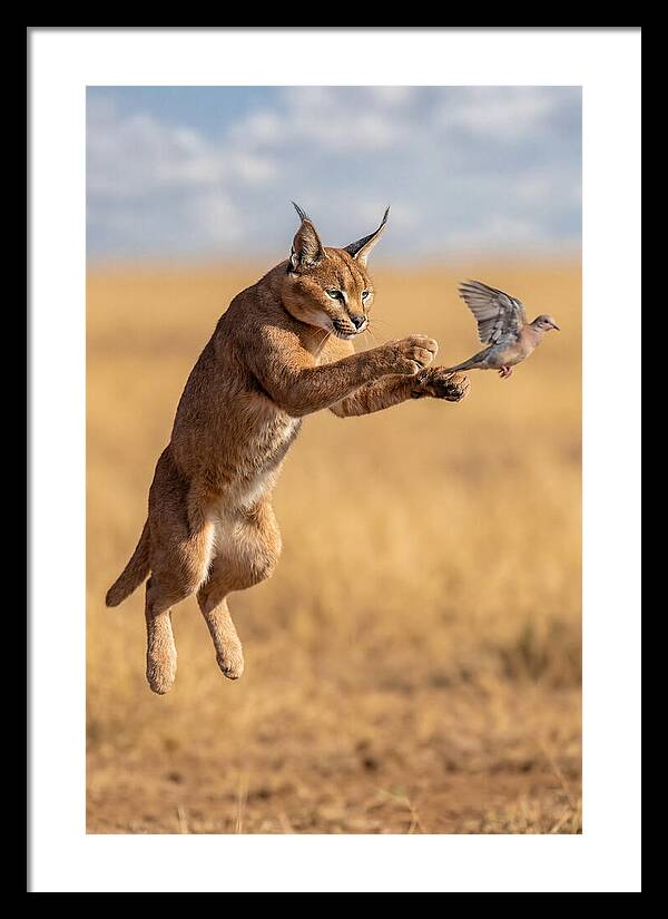African Caracal In Action