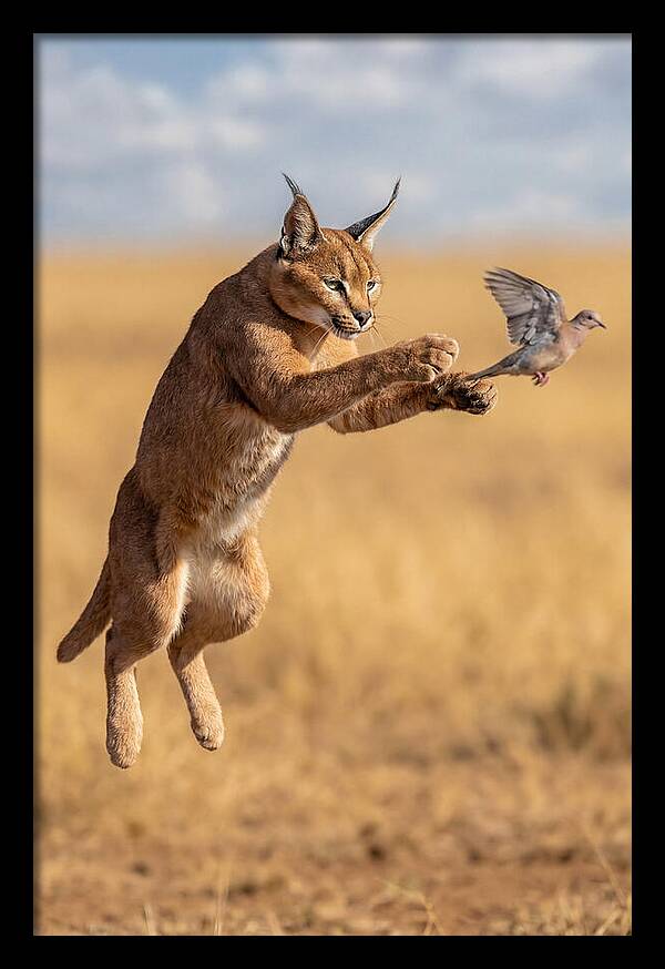 African Caracal In Action