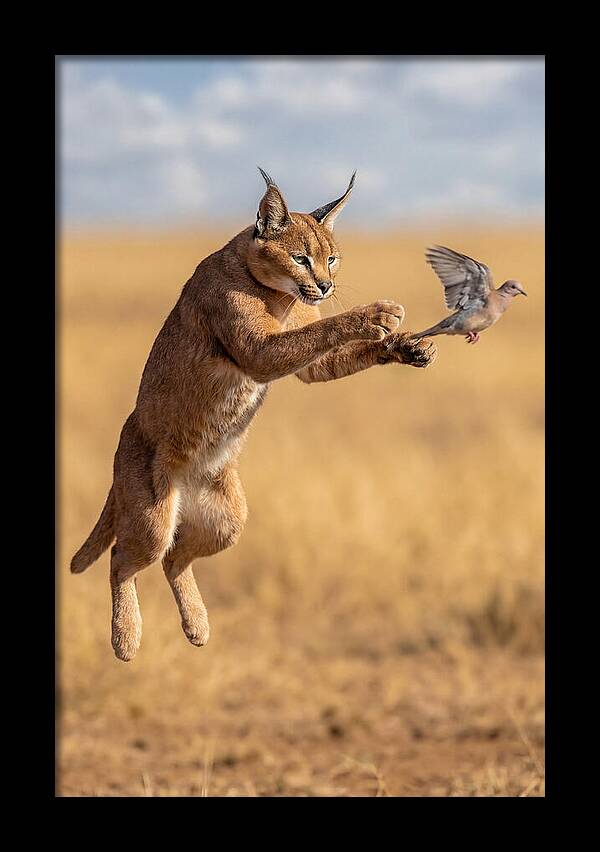 African Caracal In Action