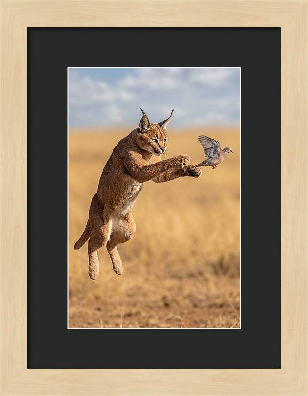 African Caracal In Action