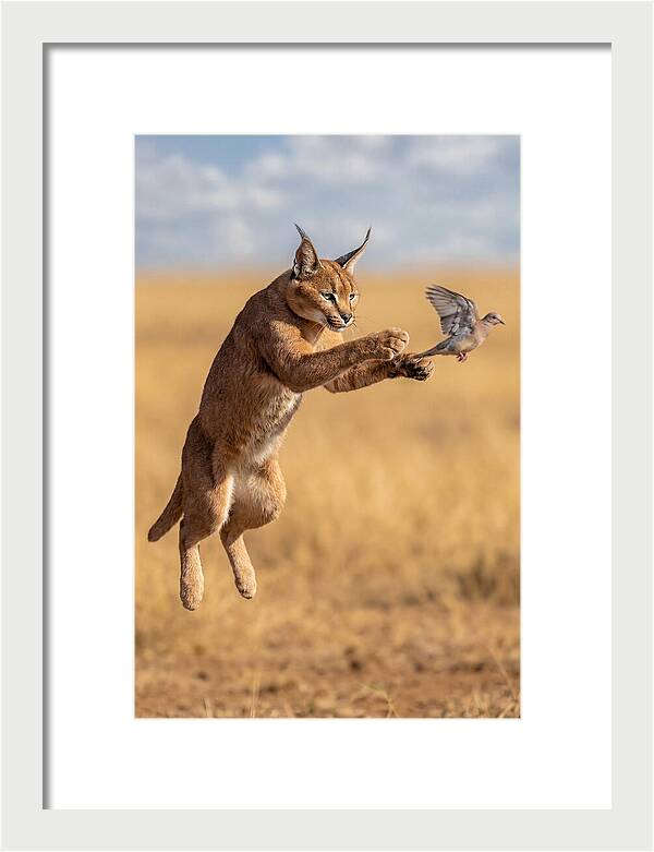 African Caracal In Action