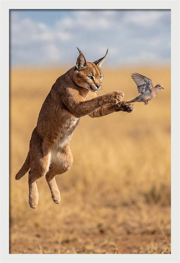 African Caracal In Action
