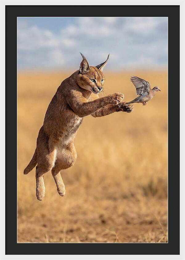 African Caracal In Action