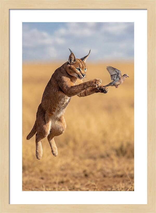 African Caracal In Action