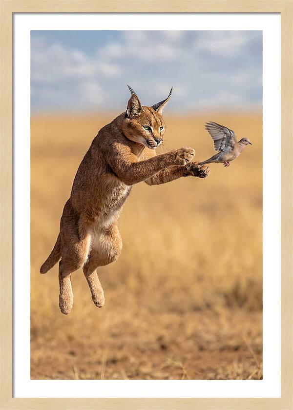 African Caracal In Action