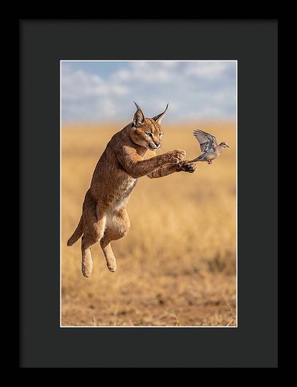 African Caracal In Action