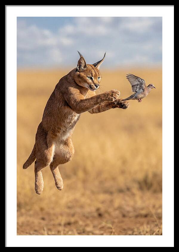 African Caracal In Action