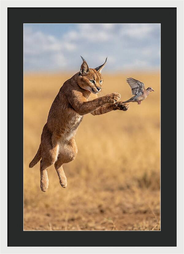 African Caracal In Action