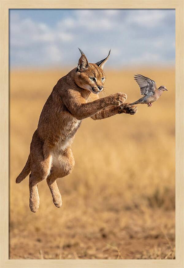 African Caracal In Action