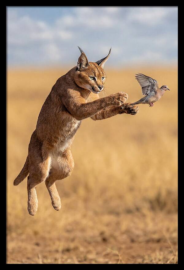 African Caracal In Action