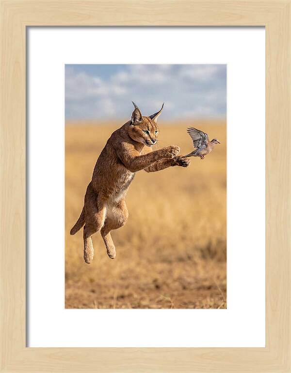 African Caracal In Action