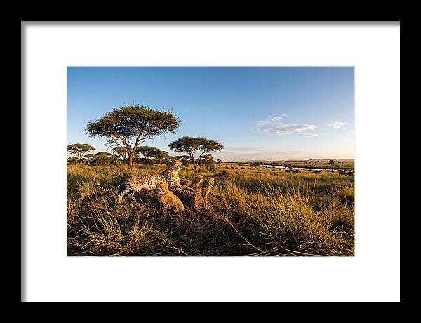 African Cheetah Family In The Wild